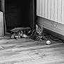 Yoru participe au concours pour gagner de l'argent avec cette photo : cat, tabby, animal, pet, floor, wooden_floor, ball, toy, cardboard_box, radiator, indoor, relaxed, curious, feline, whiskers, ears, lying_down, domestic, black_and_white, home
