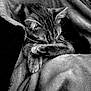 Yoru a rejoint le concours — aidez-le/la à gagner de superbes lots ! cat, tabby, sleeping, cozy, blanket, fur, paws, resting, cute, pet, animal, soft, closeup, indoor, peaceful, relaxing, monochrome, black_and_white, whiskers, nap