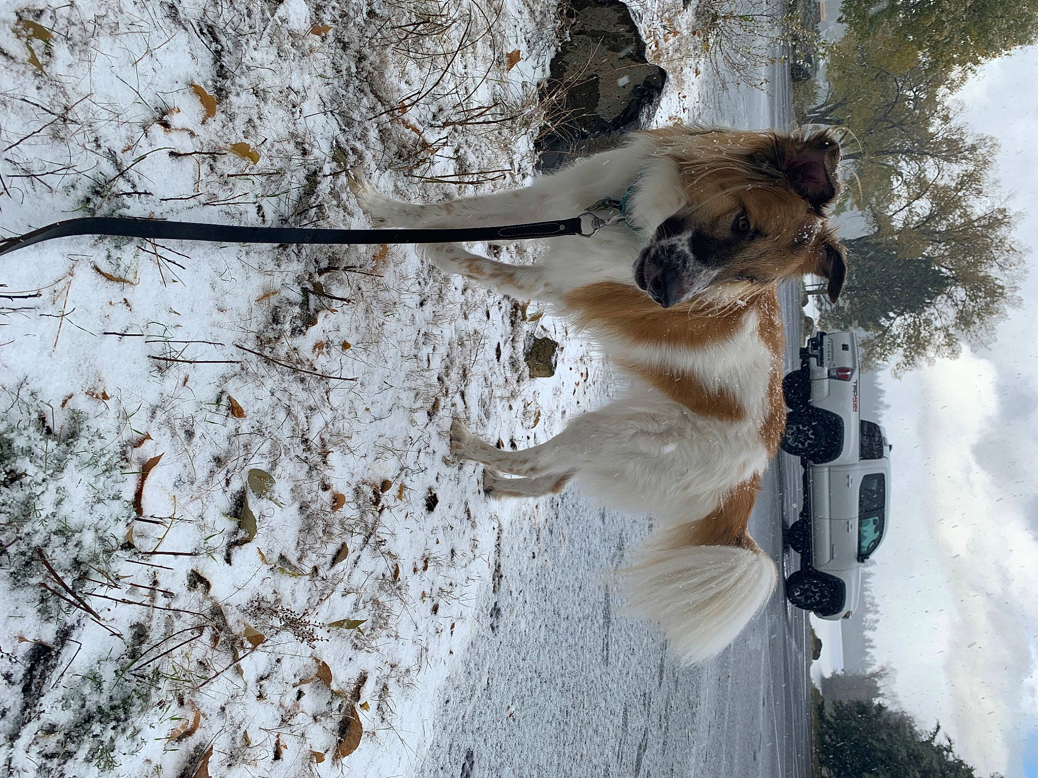 Asmodeus is registered to the contest to win money with this photo: branch, car, carnivore, fawn, freezing, fur, plant, plant_stem, sky, snow, tail, tire, tree, trunk, twig, vehicle, wheel, winter, wood, woody_plant