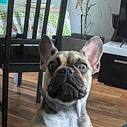 Vita participe au concours pour gagner de l'argent avec cette photo : animal, bulldog, canine, chair, computerhardware, dog, electronics, frenchbulldog, furniture, hardware, hardwood, indoors, interiordesign, monitor, pet, pitbull, plant, puppy, screen, wood