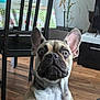 animal, bulldog, canine, chair, computerhardware, dog, electronics, frenchbulldog, furniture, hardware, hardwood, indoors, interiordesign, monitor, pet, pitbull, plant, puppy, screen, wood