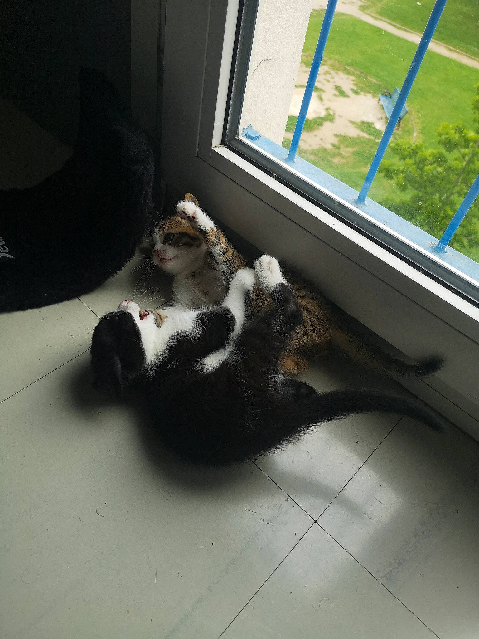 Moka a rejoint le concours — aidez-le/la à gagner de superbes lots ! carnivore, cat, comfort, dog_breed, domestic_short_haired_cat, felidae, floor, flooring, fur, glass, hardwood, room, sash_window, small_to_medium_sized_cats, sporting_group, tail, vertebrate, whiskers, window, wood