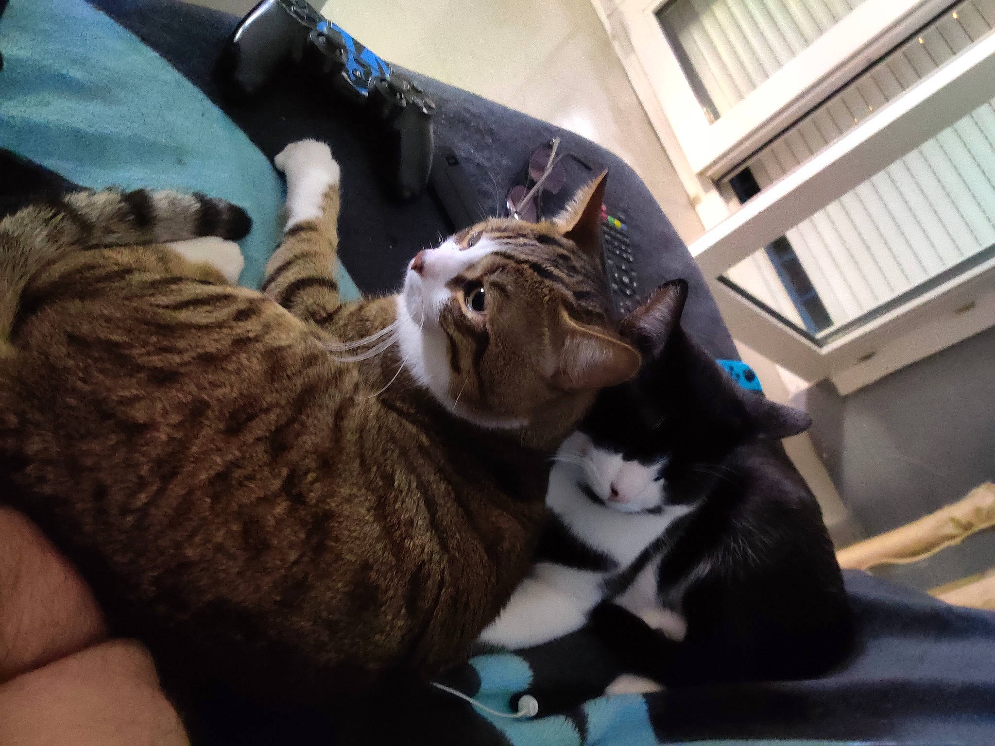 Moka participe au concours pour gagner de l'argent avec cette photo : carnivore, cat, claw, comfort, domestic_short_haired_cat, felidae, fur, paw, sitting, small_to_medium_sized_cats, snout, tail, whiskers, window