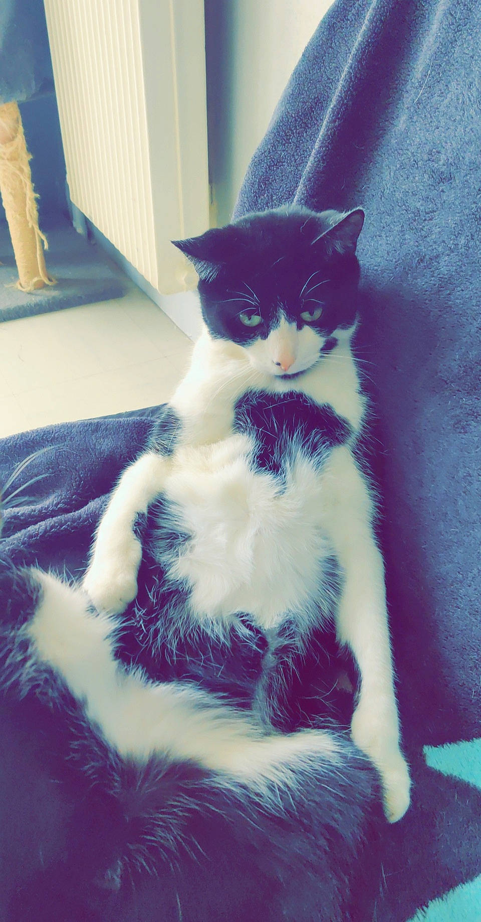 Kawa a rejoint le concours — aidez-le/la à gagner de superbes lots ! art, carnivore, cat, claw, domestic_short_haired_cat, door, electric_blue, eye, felidae, formal_wear, fur, moustache, pattern, paw, sitting, small_to_medium_sized_cats, snout, tail, whiskers