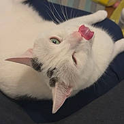 Hansel joined the competition — help win amazing prizes! animal, black_spots, cat, close_up, cute, domestic_animal, ears, feline, floor, funny_expression, furniture, home, indoor, lying_down, pet, relaxed, striped_rug, tongue_out, whiskers, white_cat