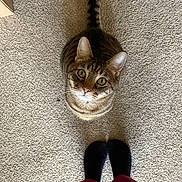 Mac joined the competition — help win amazing prizes! carpet, cat, cozy, curious, domestic_cat, ears, floor, fur, green_eyes, human_feet, indoor, looking_up, pet, portrait, sitting, slippers, striped, tabby, tail, whiskers