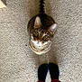 carpet, cat, cozy, curious, domestic_cat, ears, floor, fur, green_eyes, human_feet, indoor, looking_up, pet, portrait, sitting, slippers, striped, tabby, tail, whiskers