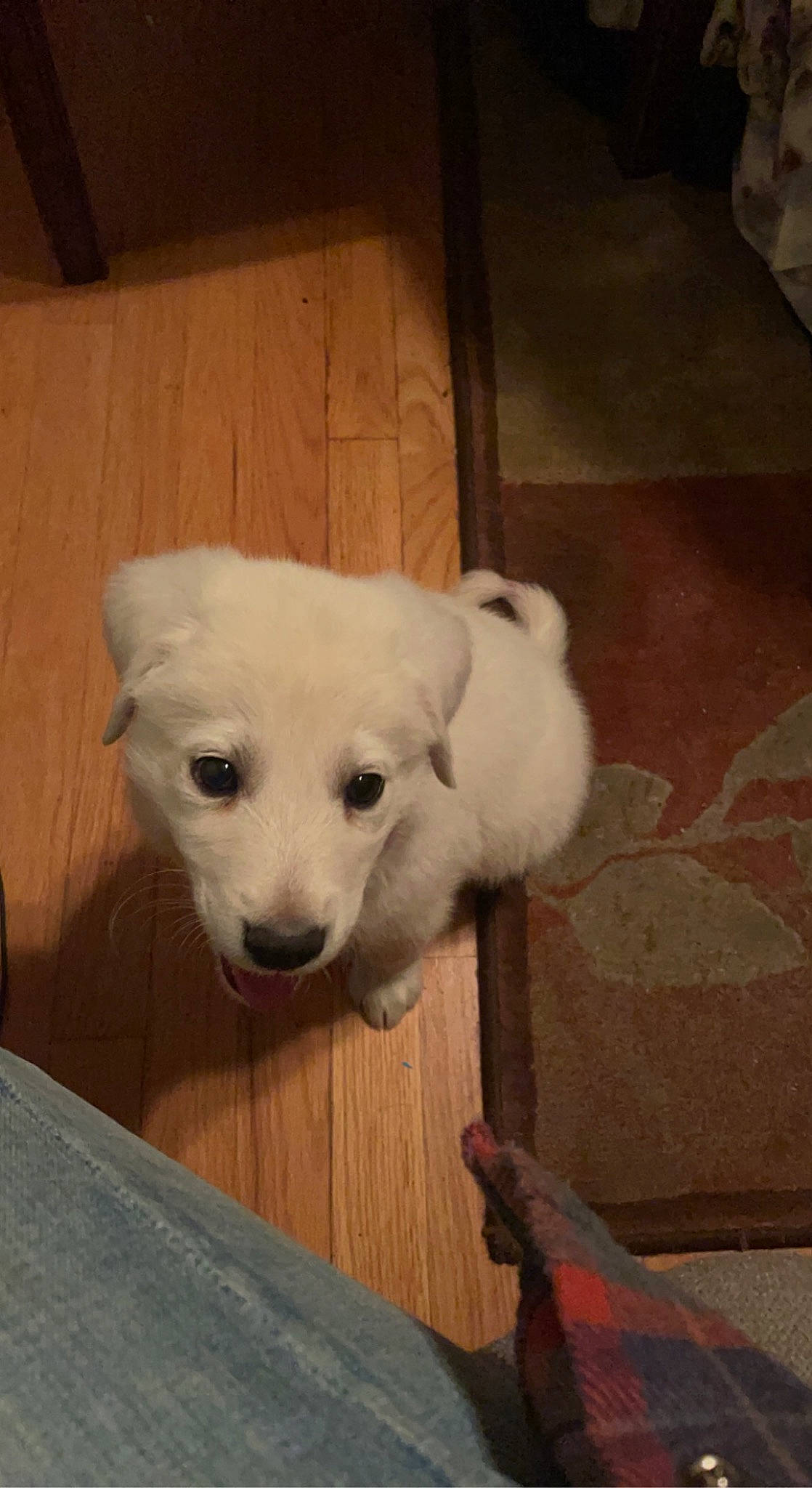 Knox is registered to the contest to win money with this photo: canidae, carnivore, companion_dog, dog, dog_breed, fawn, floor, flooring, fur, hardwood, non_sporting_group, snout, sporting_group, tail, terrestrial_animal, wood, working_animal