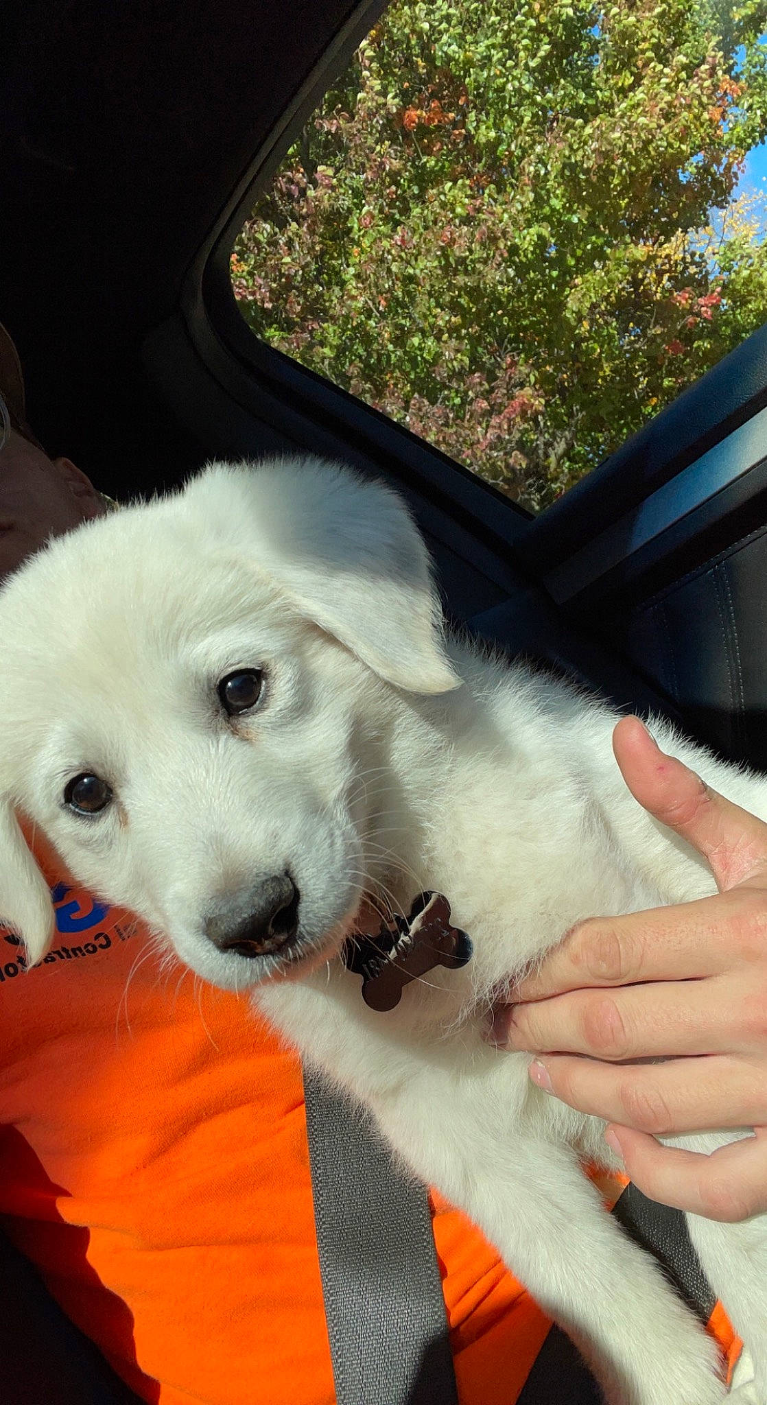 Knox joined the competition — help win amazing prizes! canidae, carnivore, collar, companion_dog, dog, dog_breed, dog_collar, fur, nail, paw, puppy, puppy_love, snout, sporting_group, tail, thumb, vehicle_door, whiskers, windshield, working_animal