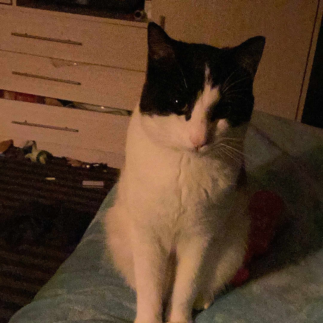 Rocky joined the competition — help win amazing prizes! animal, bed, black_and_white, cat, cozy, cute, dim_light, domestic, dorm_room, feline, fur, furniture, home, indoor, night, pet, quiet, resting, sitting, whiskers