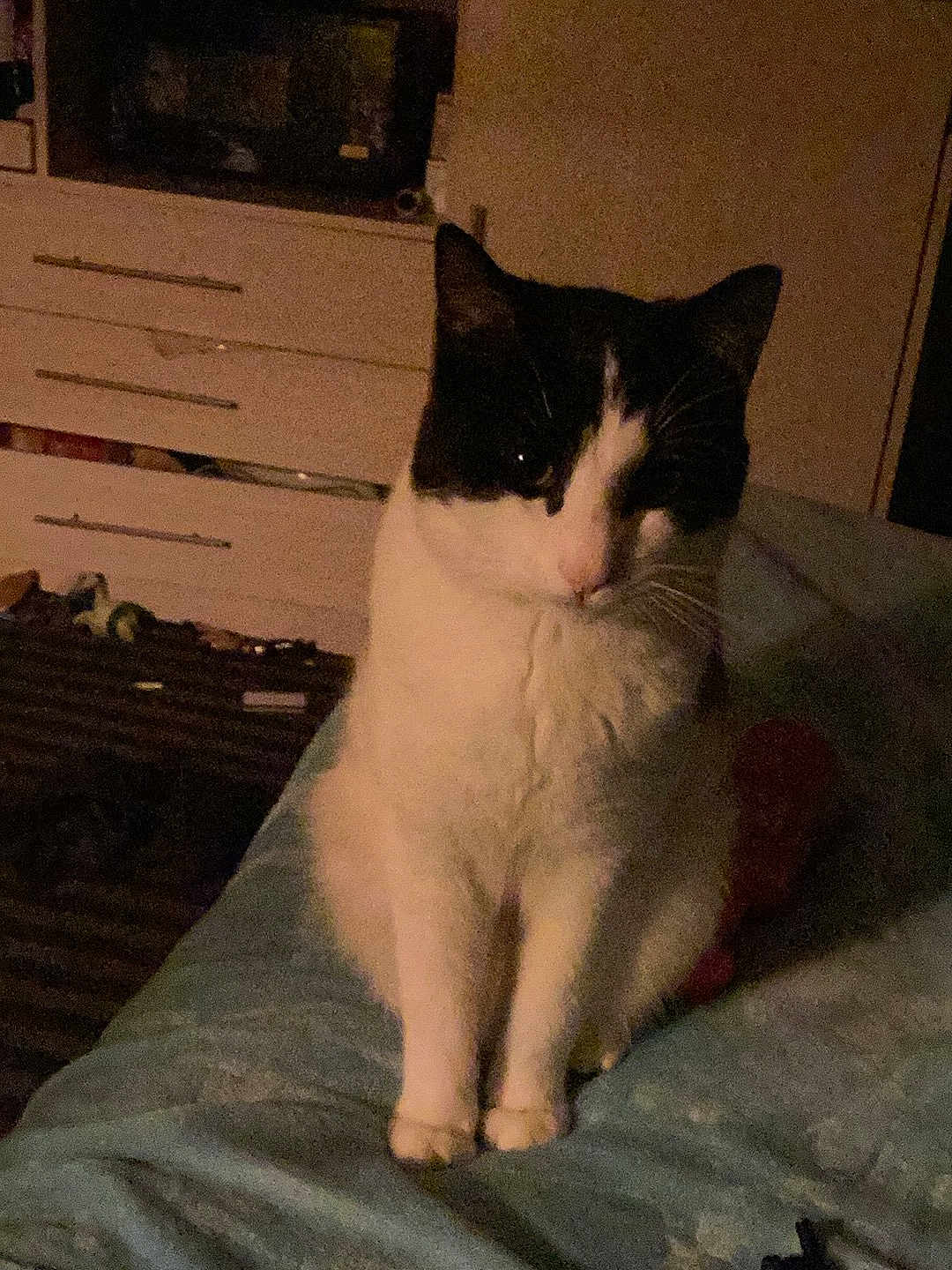 Rocky joined the competition — help win amazing prizes! cat, black_and_white, indoor, bed, furniture, dorm_room, pet, animal, domestic, feline, sitting, quiet, night, dim_light, cozy, home, resting, cute, whiskers, fur