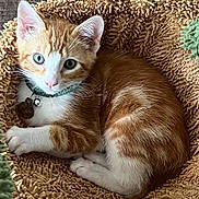 Quincy is registered to the contest to win money with this photo: animal, bell, cat, cat_bed, close_up, collar, cozy, curled_up, cute, domestic_cat, ears, fur, indoor, kitten, orange_cat, pet, resting, tag, whiskers, white_cat