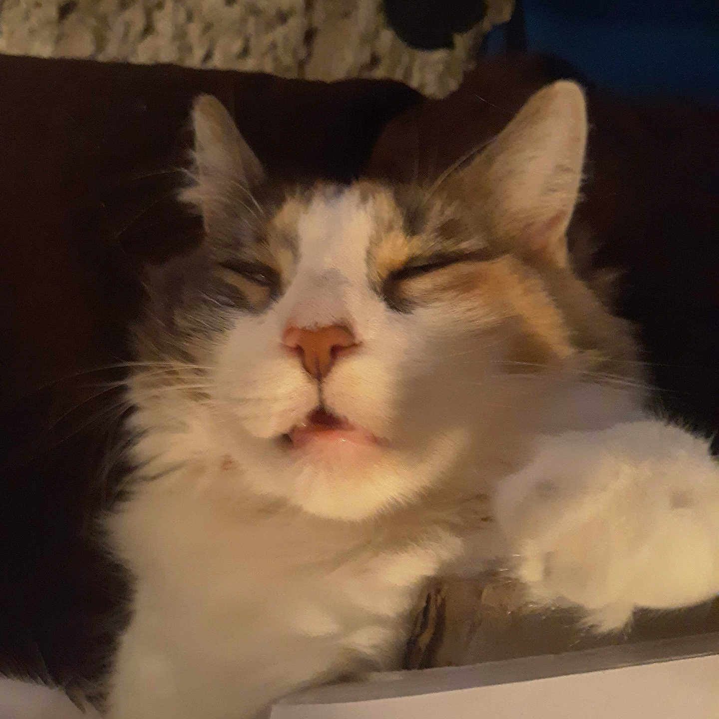 Sweet Pea is registered to the contest to win money with this photo: cat, sleepy, close_up, portrait, feline, white_fur, orange_patches, gray_patches, pink_nose, whiskers, pointed_ears, closed_eyes, relaxed, lying_down, paw, fur, cozy, blanket, cushion, indoor