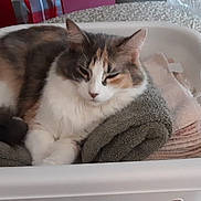 Sweet Pea is registered to the contest to win money with this photo: cat, calico_cat, sleeping, laundry_basket, towels, fabric, indoors, pet, feline, white_fur, brown_fur, orange_fur, gray_fur, relaxed, cozy, resting, basket, household, portrait, nap