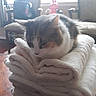 Sweet Pea is registered to the contest to win money with this photo: cat, kitten, gray_and_white, fur, whiskers, ears, face, sleepy, resting, curled_up, towels, blanket, soft, cozy, indoor, home, window, chair, furniture, pet