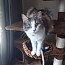 Sweet Pea is registered to the contest to win money with this photo: cat, calico_cat, fluffy, long_hair, green_eyes, white_fur, orange_fur, gray_fur, whiskers, standing, portrait, pet, animal, cat_tree, scratching_post, rope, indoors, home, carpet, close_up