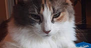 Sweet Pea is registered to the contest to win money with this photo: cat, calico_cat, fluffy, longhaired, pet, feline, portrait, close_up, indoors, warm_lighting, sleepy, serious, whiskers, ears, paws, white_fur, gray_fur, orange_fur, box, relaxed