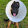 Mash is registered to the contest to win money with this photo: dog, puppy, black_and_tan, german_shepherd, cone, recovery_collar, e_collar, grass, outdoors, portrait, sitting, tongue_out, happy, leash, pet, animal, close_up, front_view, sunlight, funny