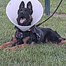 Mash joined the competition — help win amazing prizes! dog, german_shepherd, cone_collar, elizabethan_collar, outdoor, grass, lying_down, harness, leash, black_and_tan, open_mouth, panting, happy, animal_portrait, pet, lawn, recovery, veterinary, playground, toy