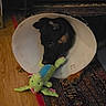 dog, black_and_tan_dog, recovery_cone, e_collar, plush_toy, octopus_toy, pet, animal, indoors, wooden_floor, patterned_rug, fireplace, dark_lighting, playing, chewing, lying_down, background_dog, home, cozy, funny