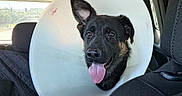 Mash is registered to the contest to win money with this photo: dog, puppy, black_dog, tan_markings, cone_collar, elizabethan_collar, car, vehicle, car_interior, backseat, pet, animal, tongue, panting, ears, eyes, portrait, happy, travel, outdoor_background
