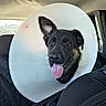 dog, puppy, black_dog, tan_markings, cone_collar, elizabethan_collar, car, vehicle, car_interior, backseat, pet, animal, tongue, panting, ears, eyes, portrait, happy, travel, outdoor_background