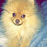 Polo participe au concours pour gagner de l'argent avec cette photo : dog, pomeranian, puppy, fluffy, cute, pet, animal, indoor, blue_towel, fur, small_dog, portrait, looking_at_camera, adorable, sitting, soft_texture, bright_eyes, nose, paws, cozy