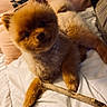Polo a rejoint le concours — aidez-le/la à gagner de superbes lots ! dog, pomeranian, pet, fluffy, brown, bed, pillow, stick, cute, animal, indoor, fur, small_dog, resting, paw, cozy, warm_lighting, portrait, domestic_animal, companion