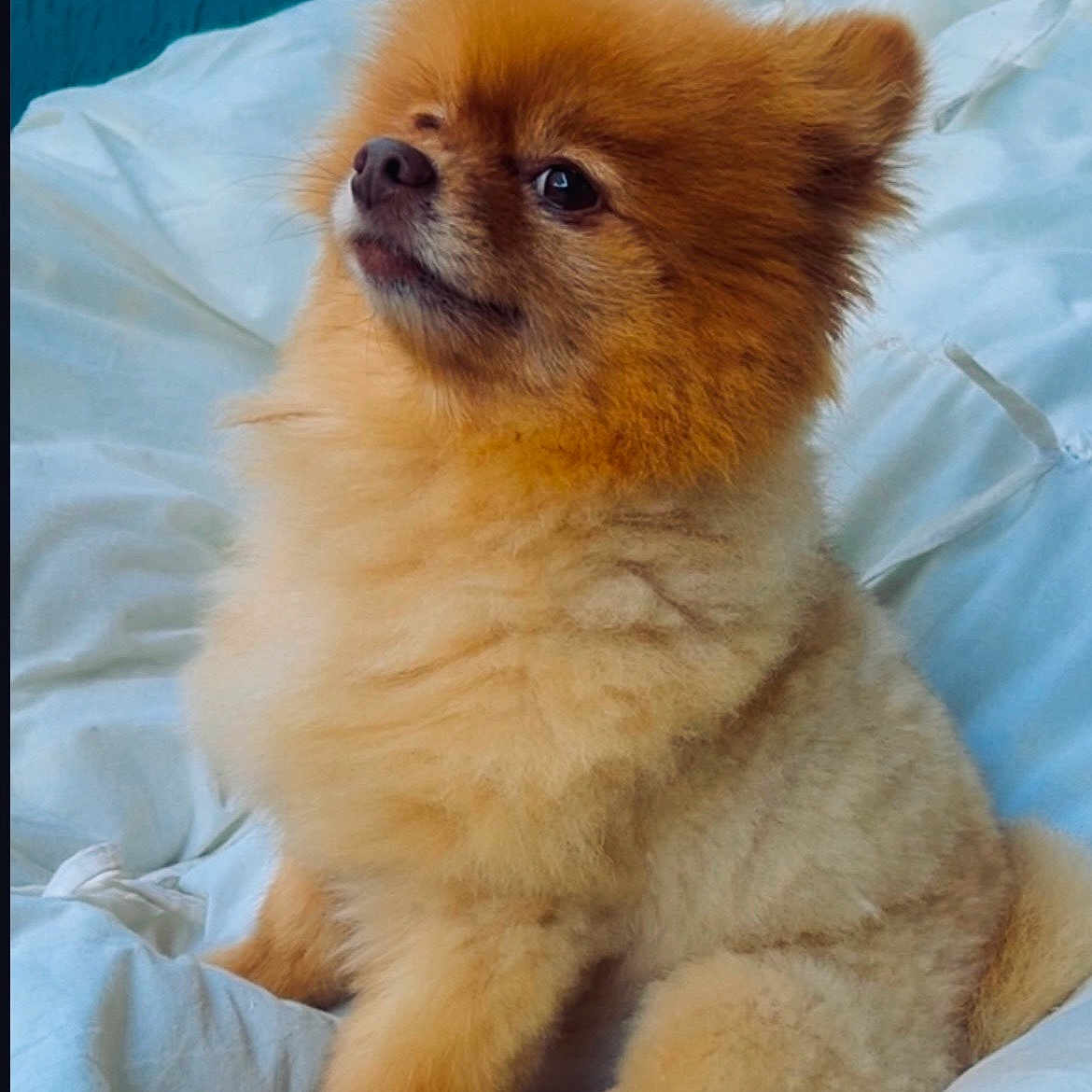 Polo participe au concours pour gagner de l'argent avec cette photo : dog, pomeranian, fluffy, pet, animal, cute, sitting, indoor, blanket, white, fur, small_dog, companion, portrait, cozy, cute_pet, furry, domestic_animal, looking_away, relaxed