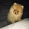 puppy, dog, pomeranian, fluffy, cute, pet, animal, indoor, wooden_floor, blanket, white, fur, small, adorable, portrait, looking_up, companion, young, domestic, friendly