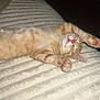 Pimm is registered to the contest to win money with this photo: kitten, cat, sleeping, orange_tabby, stretching, paw_pads, cozy, blanket, texture, indoor, pet, cute, animal, feline, relaxation, soft, fur, whiskers, pink_nose, resting