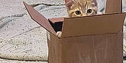 Pimm is registered to the contest to win money with this photo: kitten, cat, cardboard_box, curious, indoor, rug, blanket, orange_tabby, pet, animal, wide_eyes, playful, cozy, floor, young_cat, feline, box_flaps, home, cute, small