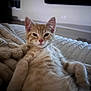 Pimm joined the competition — help win amazing prizes! cat, kitten, orange_tabby, pet, animal, feline, relaxed, sleepy, cozy, blanket, indoor, closeup, cute, fur, whiskers, ears, paw, resting, domestic_animal, cute_pet