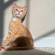 Pimm joined the competition — help win amazing prizes! kitten, cat, ginger, indoor, sunlight, shadow, wall, carpet, curious, pet, feline, cute, young, animal, domestic, soft_light, sitting, cozy, whiskers, ears