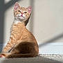 kitten, cat, ginger, indoor, sunlight, shadow, wall, carpet, curious, pet, feline, cute, young, animal, domestic, soft_light, sitting, cozy, whiskers, ears