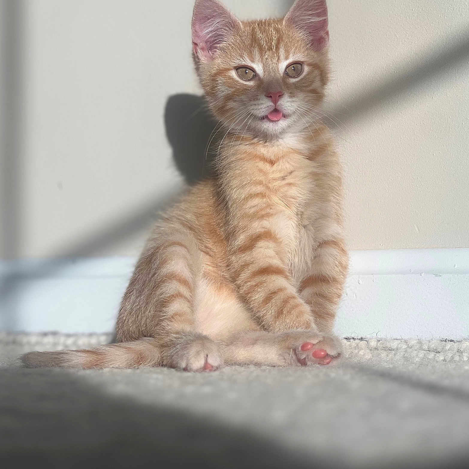 Pimm is registered to the contest to win money with this photo: animal, carpet, cat, cozy, cute, ears, feline, indoor, kitten, orange_tabby, paw, pet, shadow, sitting, soft, sunlight, tongue_out, wall, whiskers, young