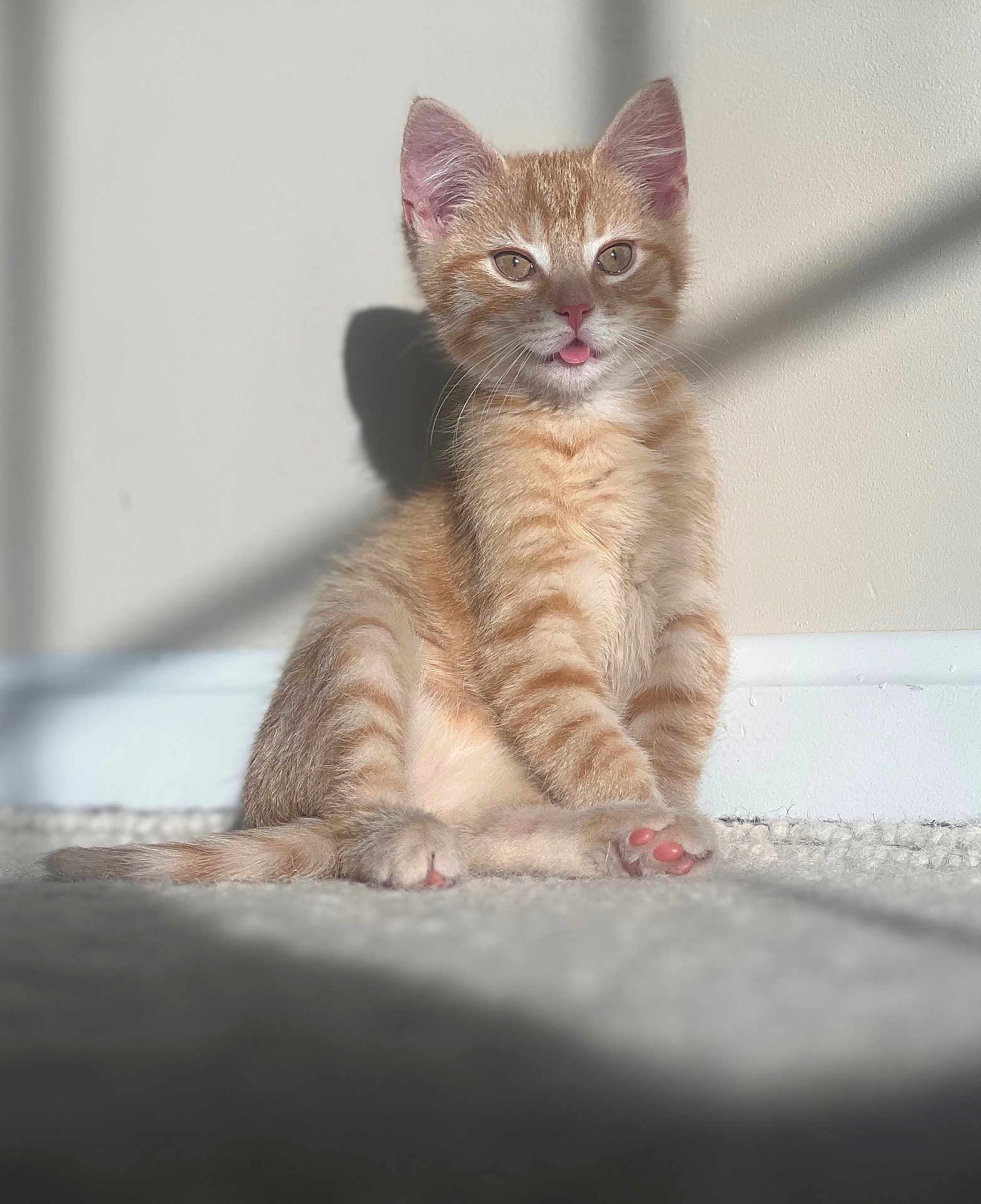 Pimm is registered to the contest to win money with this photo: kitten, cat, orange_tabby, tongue_out, sitting, carpet, indoor, sunlight, shadow, wall, cute, pet, young, animal, feline, whiskers, ears, paw, soft, cozy