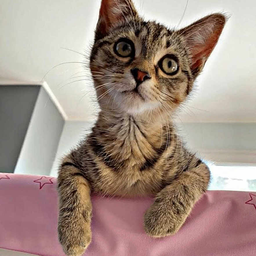 Mia a rejoint le concours — aidez-le/la à gagner de superbes lots ! animal, cat, closeup, curious, cute, domestic, ears, face, feline, fur, indoor, kitten, looking_up, paws, pet, pink, stars, tabby, whiskers, young