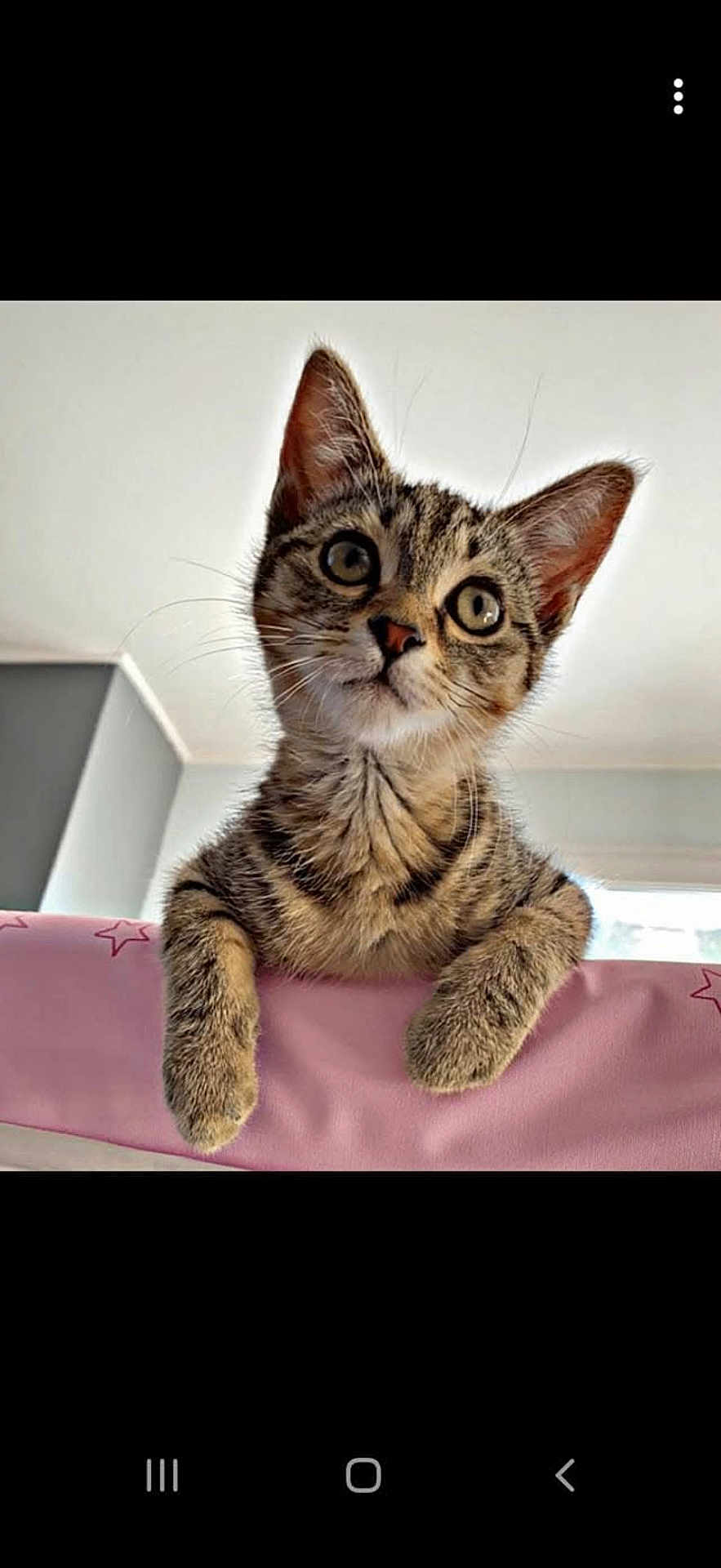 Mia a rejoint le concours — aidez-le/la à gagner de superbes lots ! kitten, cat, tabby, indoor, curious, pet, animal, feline, whiskers, ears, paws, pink, stars, young, cute, domestic, fur, looking_up, closeup, face