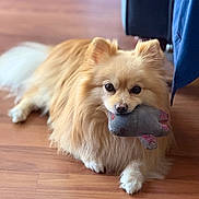 Buddy joined the competition — help win amazing prizes! dog, pomeranian, pet, fluffy, toy, stuffed_toy, indoor, wooden_floor, lying_down, cute, small_dog, animal, fur, mouth_holding, domestic, companion, relaxed, brown, white_paws, cozy