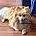 Buddy