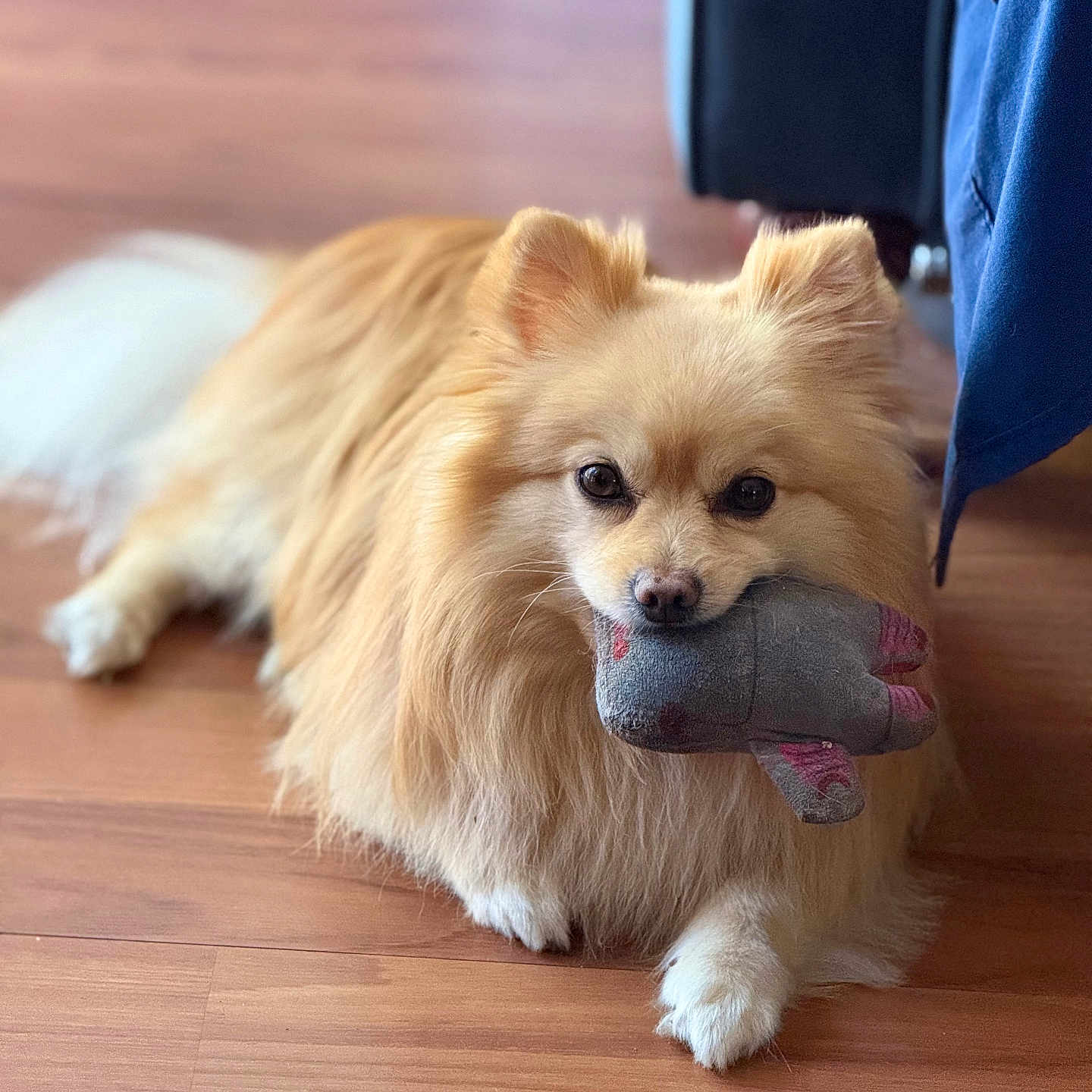 Buddy joined the competition — help win amazing prizes! animal, brown, companion, cozy, cute, dog, domestic, fluffy, fur, indoor, lying_down, mouth_holding, pet, pomeranian, relaxed, small_dog, stuffed_toy, toy, white_paws, wooden_floor