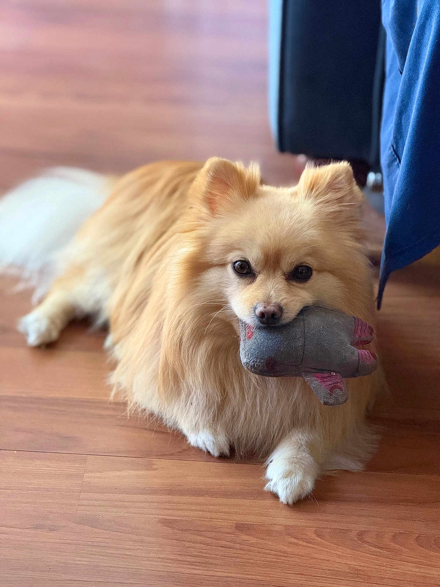 Buddy joined the competition — help win amazing prizes! dog, pomeranian, pet, fluffy, toy, stuffed_toy, indoor, wooden_floor, lying_down, cute, small_dog, animal, fur, mouth_holding, domestic, companion, relaxed, brown, white_paws, cozy