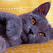 Ello participe au concours pour gagner de l'argent avec cette photo : cat, gray_cat, close_up, pet, feline, fur, whiskers, paw, yellow_background, textured_fabric, relaxed, cute, indoor, animal, mammal, portrait, face, eyes, nose, ear