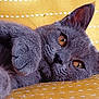 cat, gray_cat, close_up, pet, feline, fur, whiskers, paw, yellow_background, textured_fabric, relaxed, cute, indoor, animal, mammal, portrait, face, eyes, nose, ear