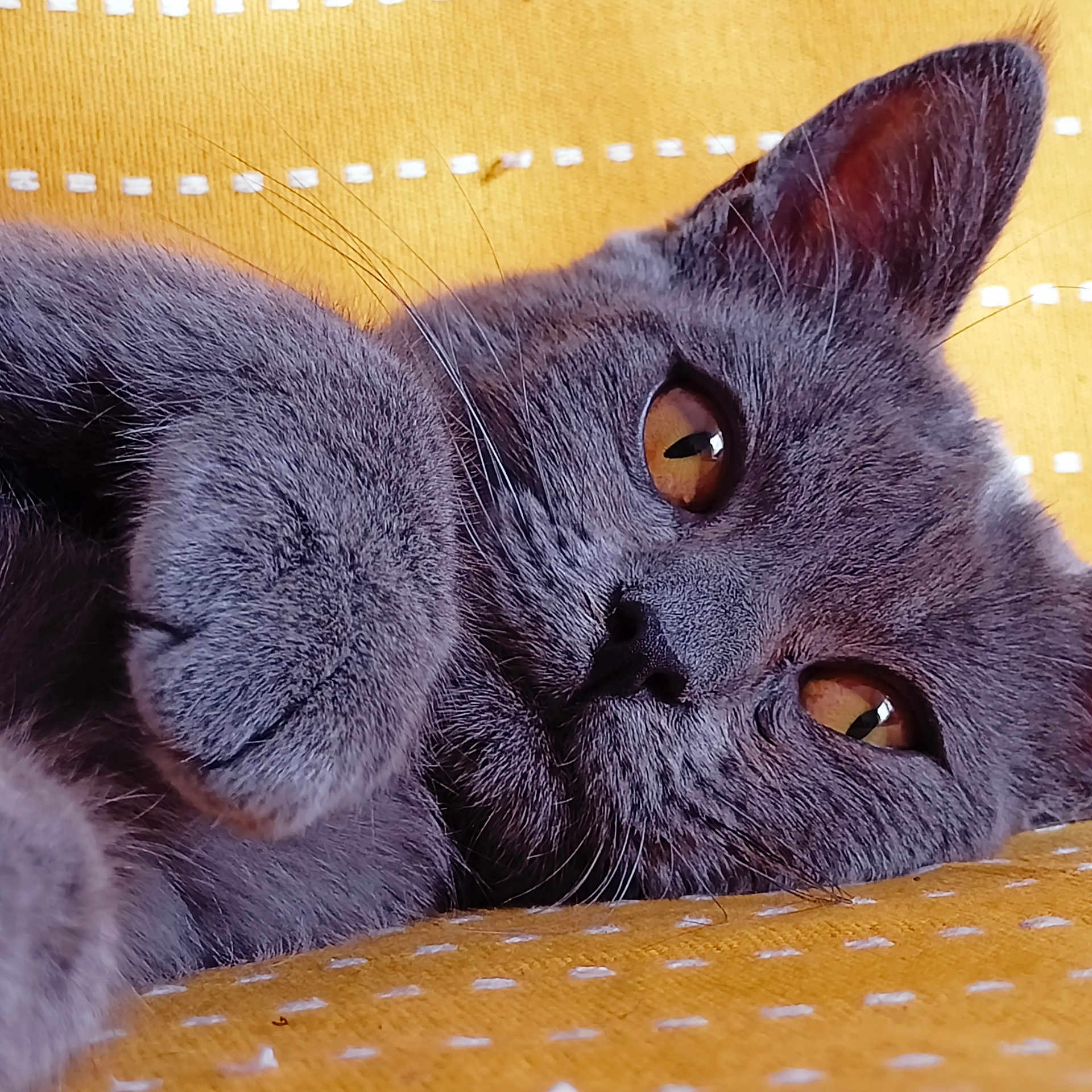 Ello participe au concours pour gagner de l'argent avec cette photo : cat, gray_cat, close_up, pet, feline, fur, whiskers, paw, yellow_background, textured_fabric, relaxed, cute, indoor, animal, mammal, portrait, face, eyes, nose, ear