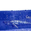 Photosurf S. Q.