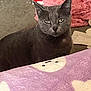 cat, gray_cat, indoor, blanket, fabric, floor, pet, animal, fur, whiskers, ears, eyes, purple_blanket, soft_texture, cozy, looking, sitting, domestic_animal, quiet, calm