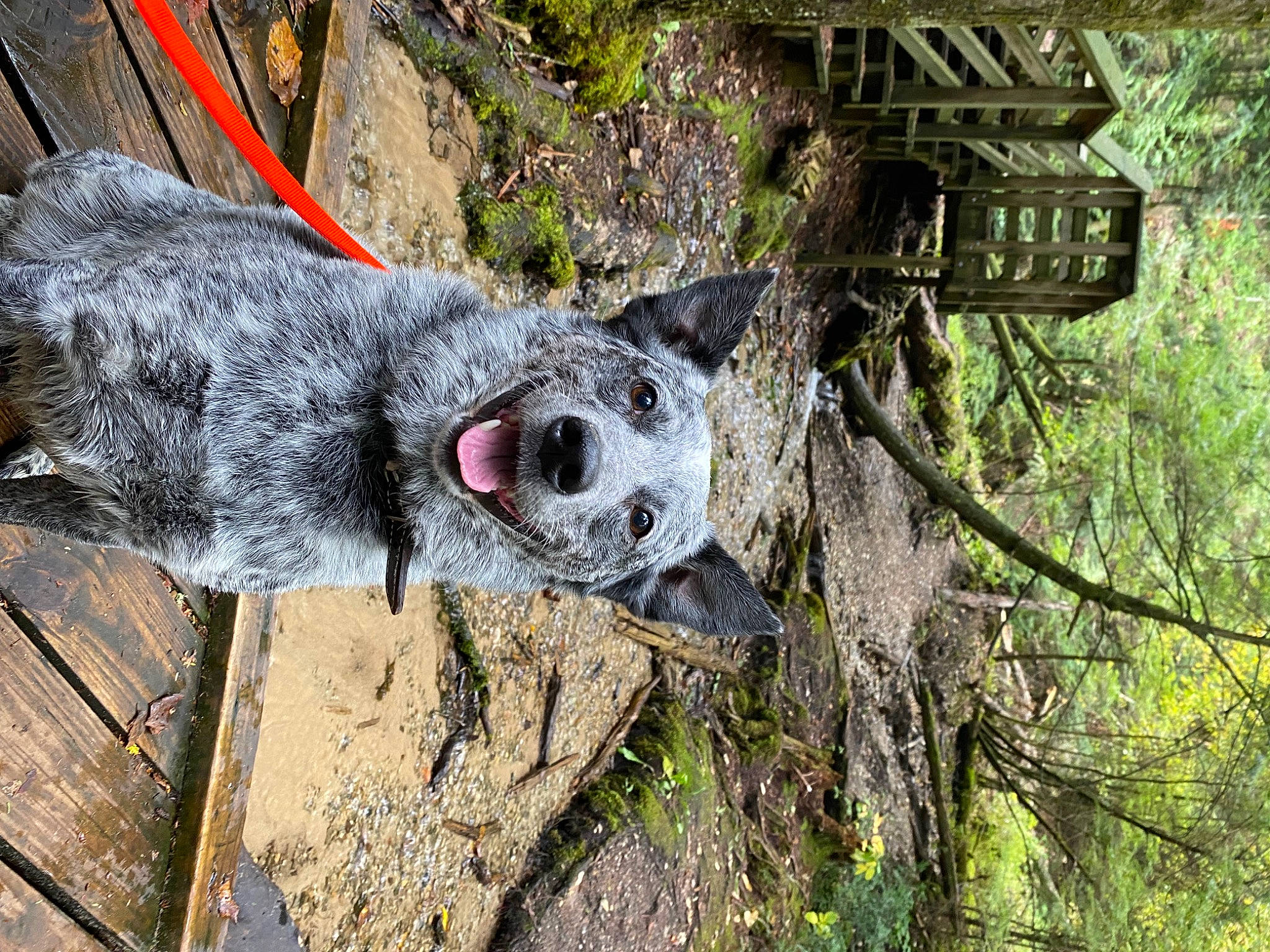 Tucker joined the competition — help win amazing prizes! automotive_wheel_system, canidae, carnivore, dog, dog_breed, fawn, fur, grass, hub_gear, pizza, plant, rock, snout, sporting_group, terrestrial_animal, tree, trunk, twig, wheel, wood