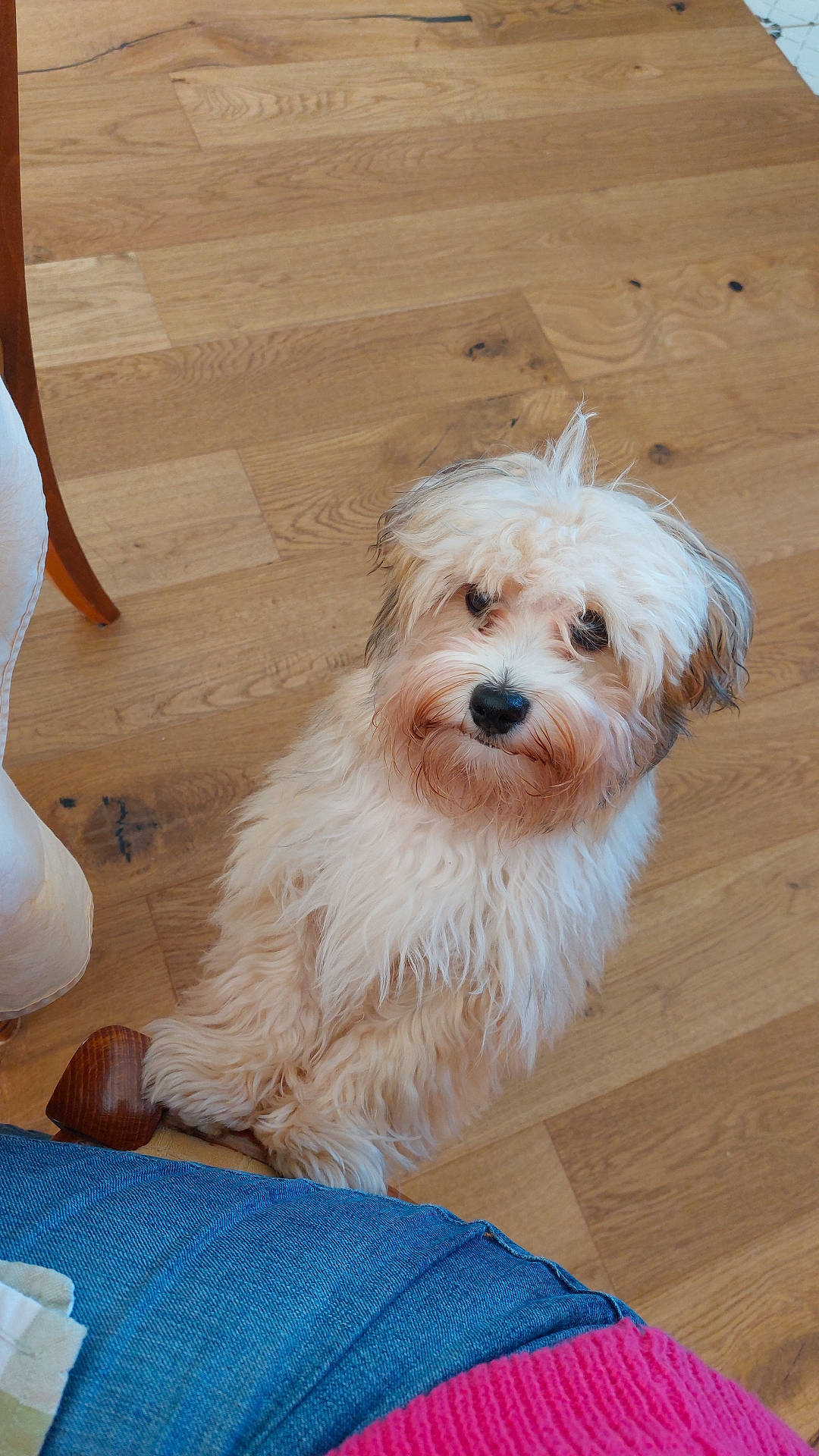 Vesco participe au concours pour gagner de l'argent avec cette photo : adult, animal, baby, bride, canine, clothing, dog, female, hardwood, indoors, interiordesign, pants, person, pet, plywood, puppy, terrier, wedding, woman, wood